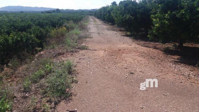 Venta de finca rústica en Cheste