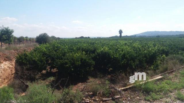 Venta de finca rústica en Cheste