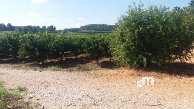 Venta de finca rústica en Cheste