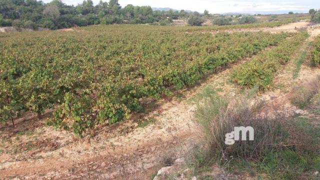 Venta de finca rústica en Cheste