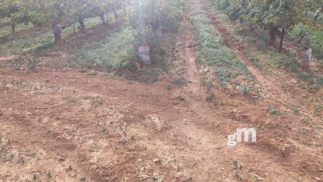 Venta de finca rústica en Cheste