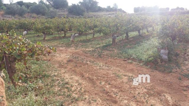 Venta de finca rústica en Cheste