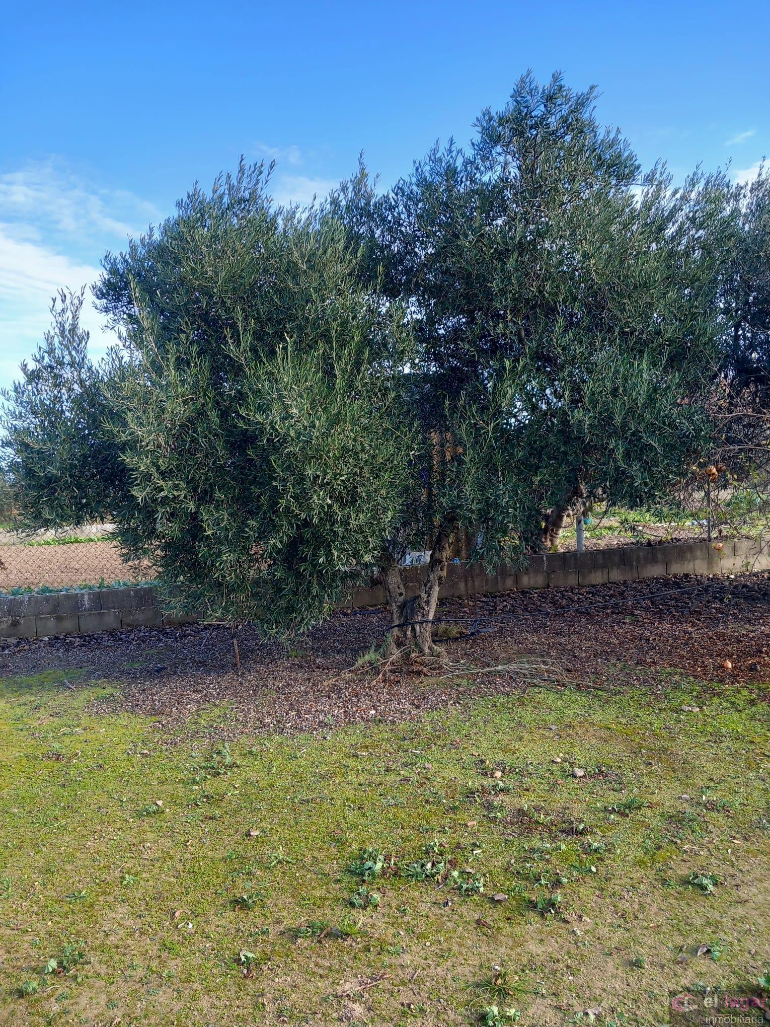 For sale of chalet in Montijo
