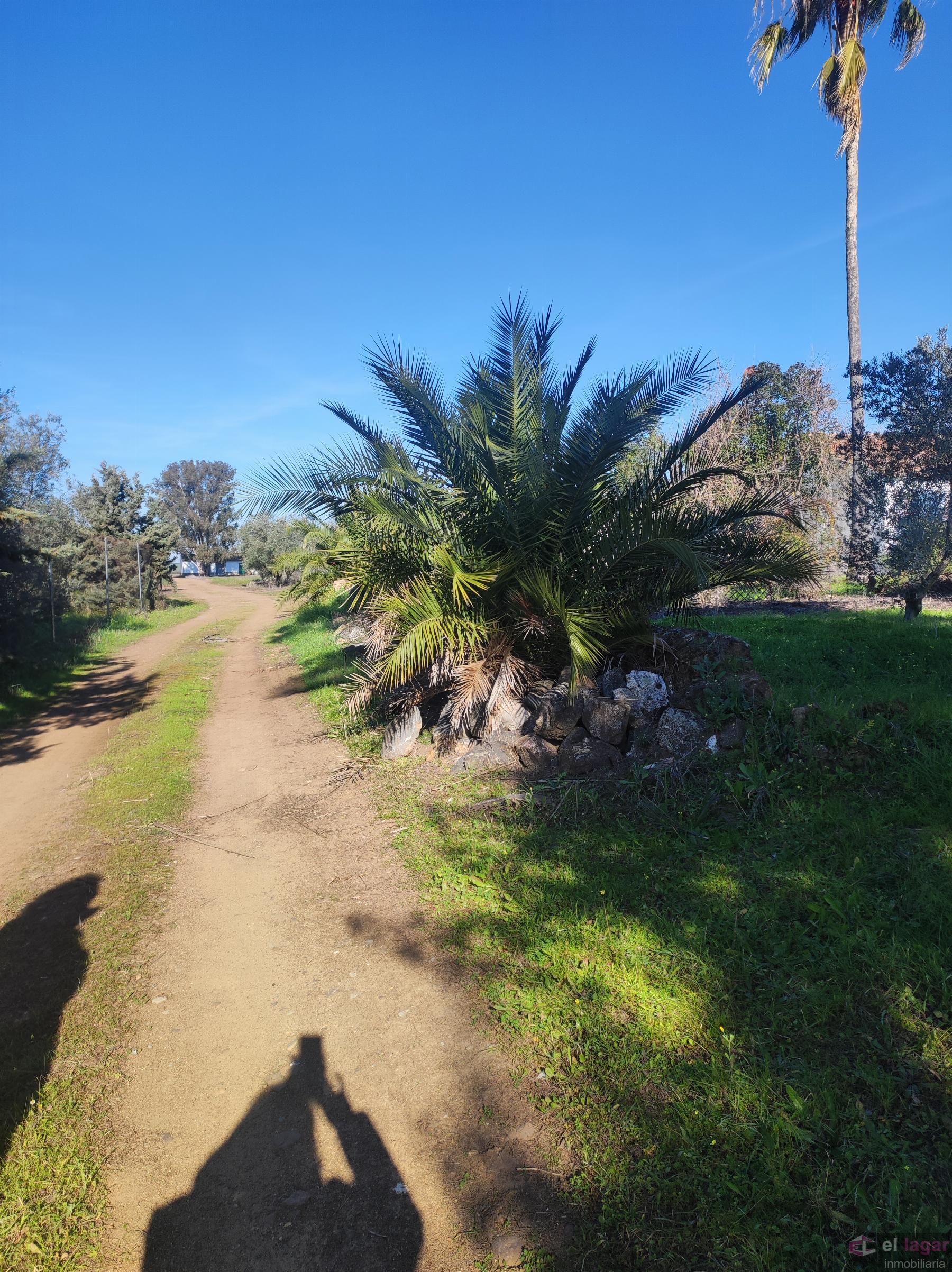 For sale of rural property in Montijo