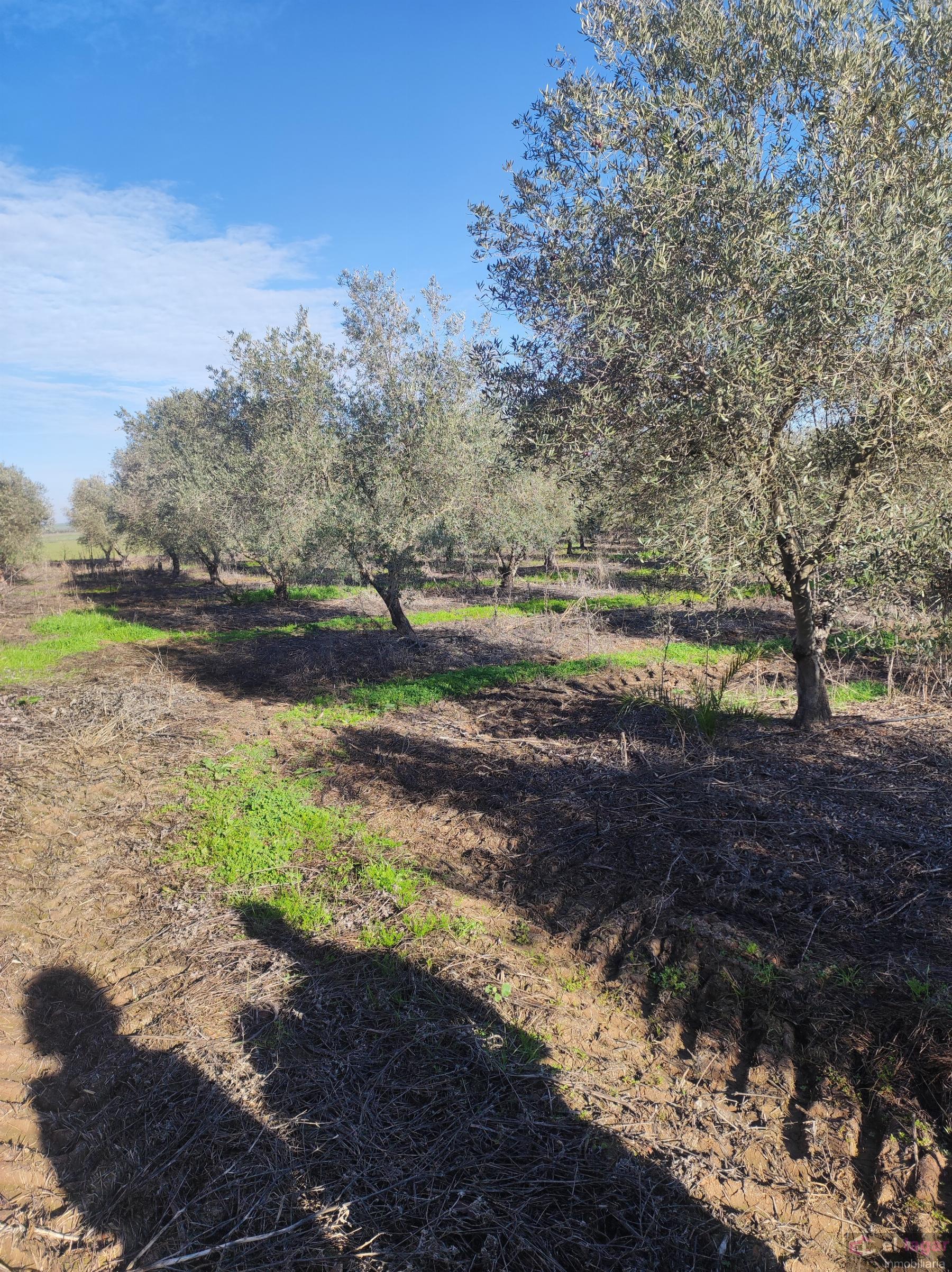 For sale of rural property in Montijo