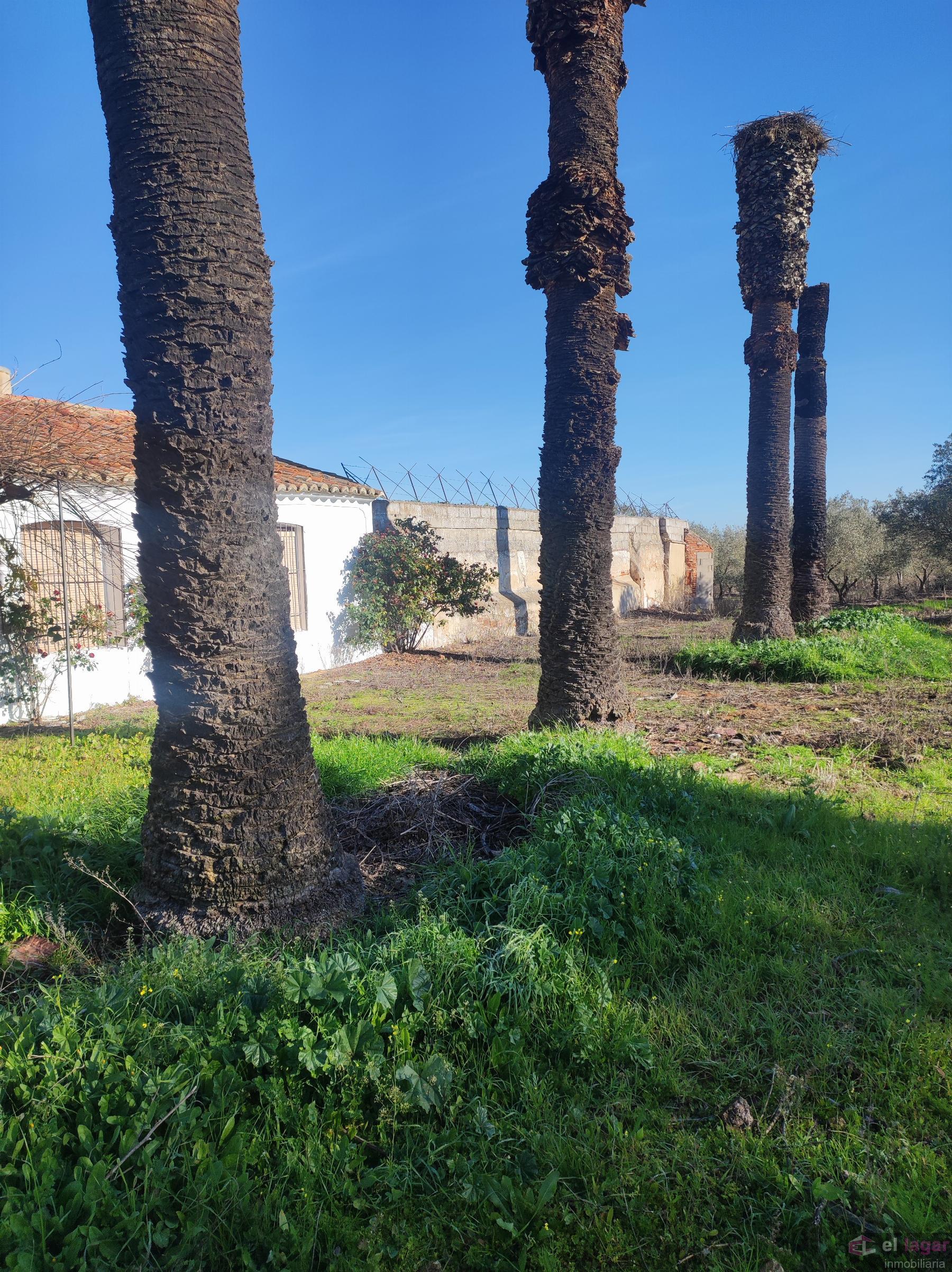 For sale of rural property in Montijo