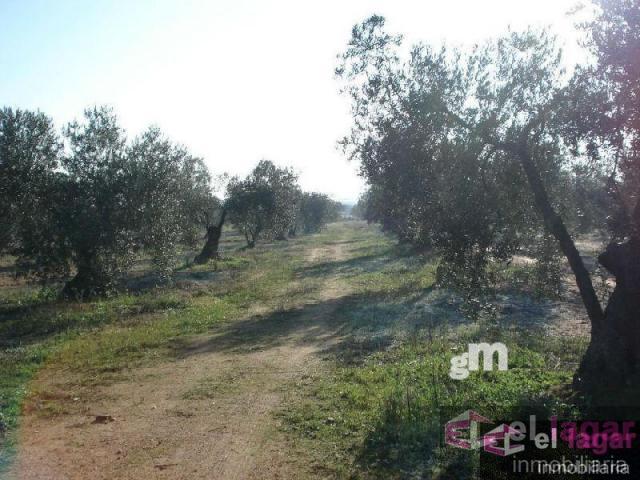 For sale of land in Montijo