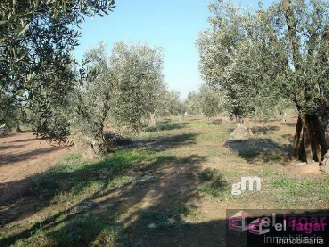 For sale of land in Montijo