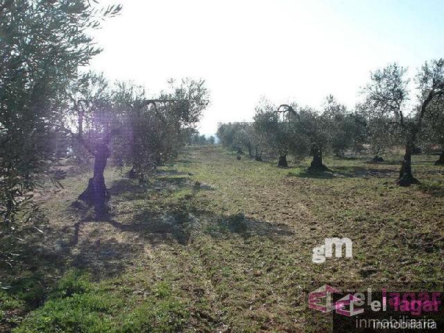 For sale of land in Montijo