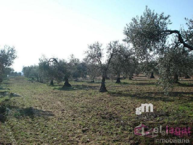 For sale of land in Montijo