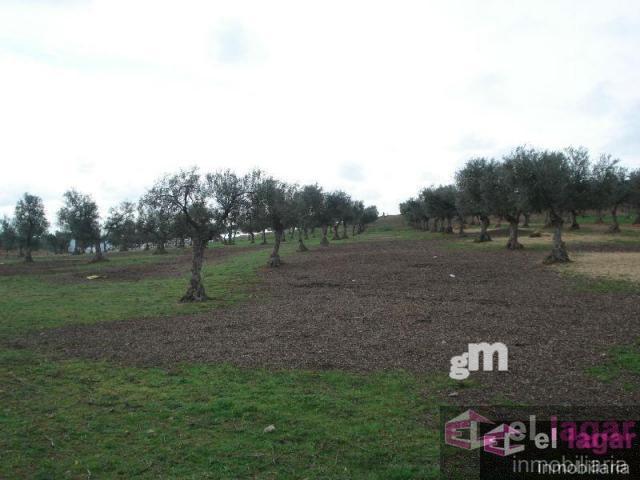 For sale of land in Montijo