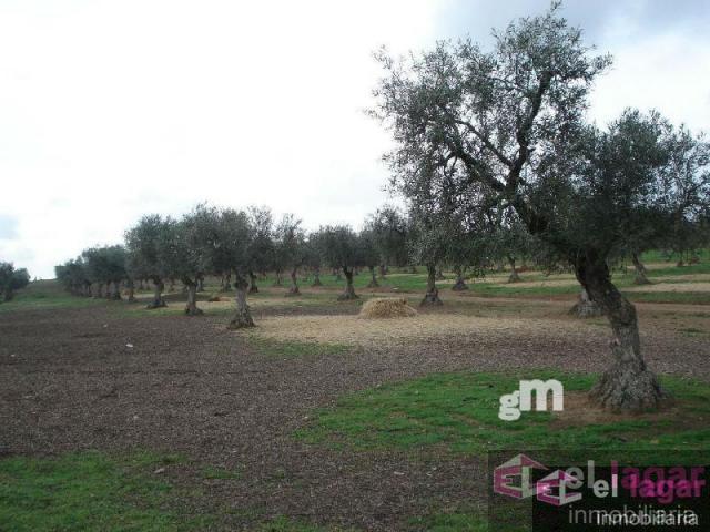 For sale of land in Montijo