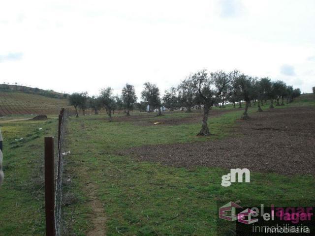 For sale of land in Montijo