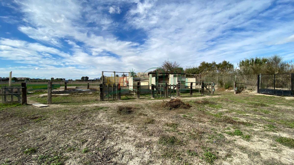 Venta de finca rústica en Almoradí