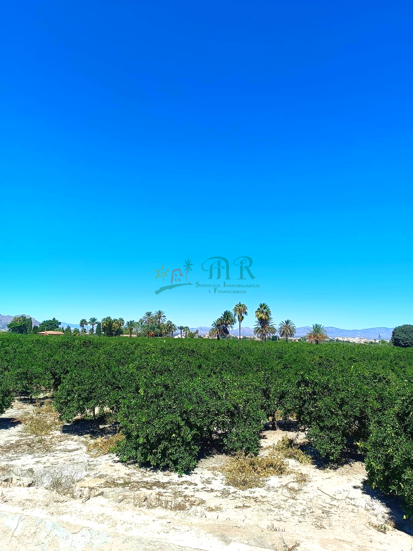 Venta de finca rústica en Almoradí