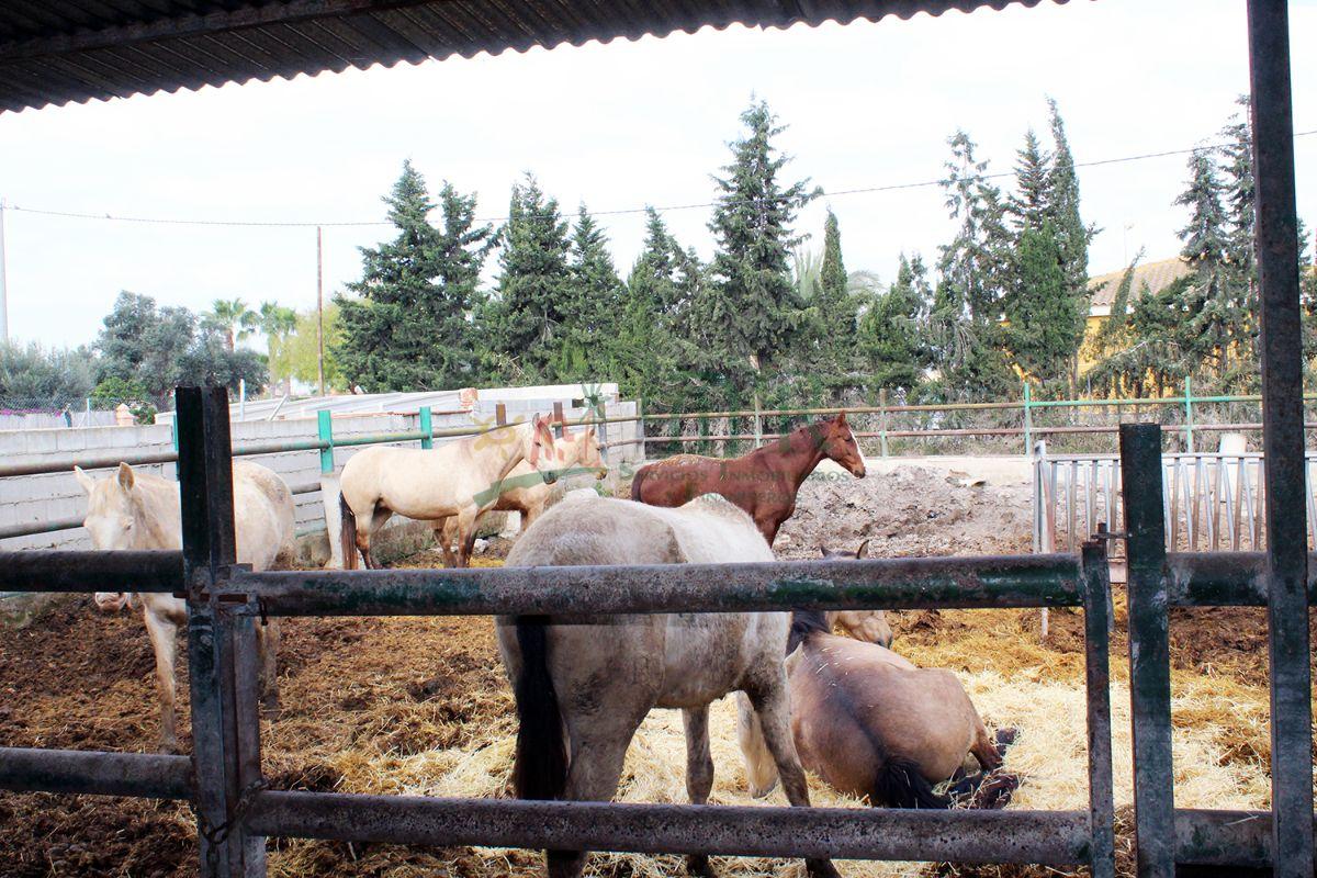 Venta de finca de recreo en Dolores Venta de finca de recreo en Dolores