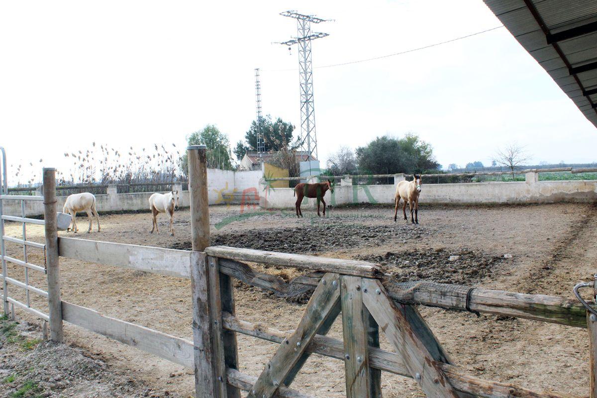 Venta de finca de recreo en Dolores Venta de finca de recreo en Dolores