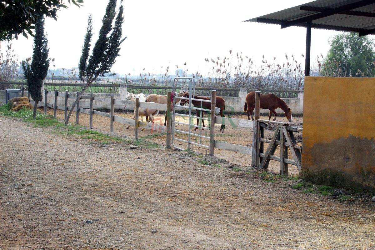Venta de finca de recreo en Dolores Venta de finca de recreo en Dolores