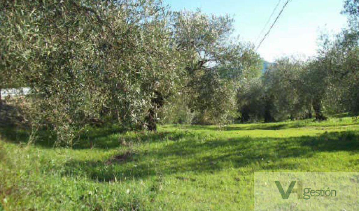 For sale of land in Algodonales