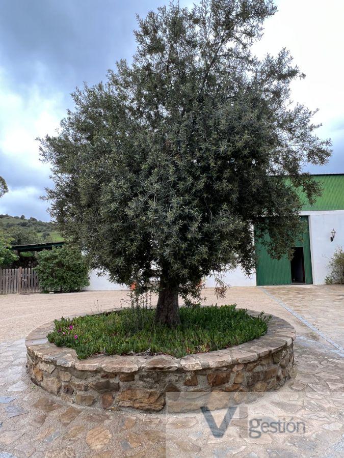 Venta de finca rústica en El Gastor