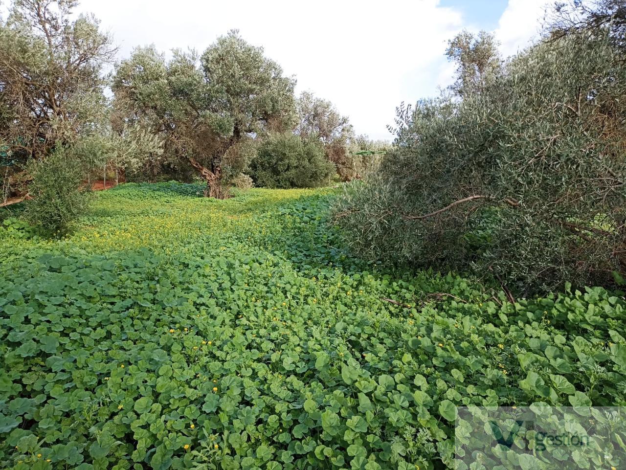 For sale of chalet in Utrera