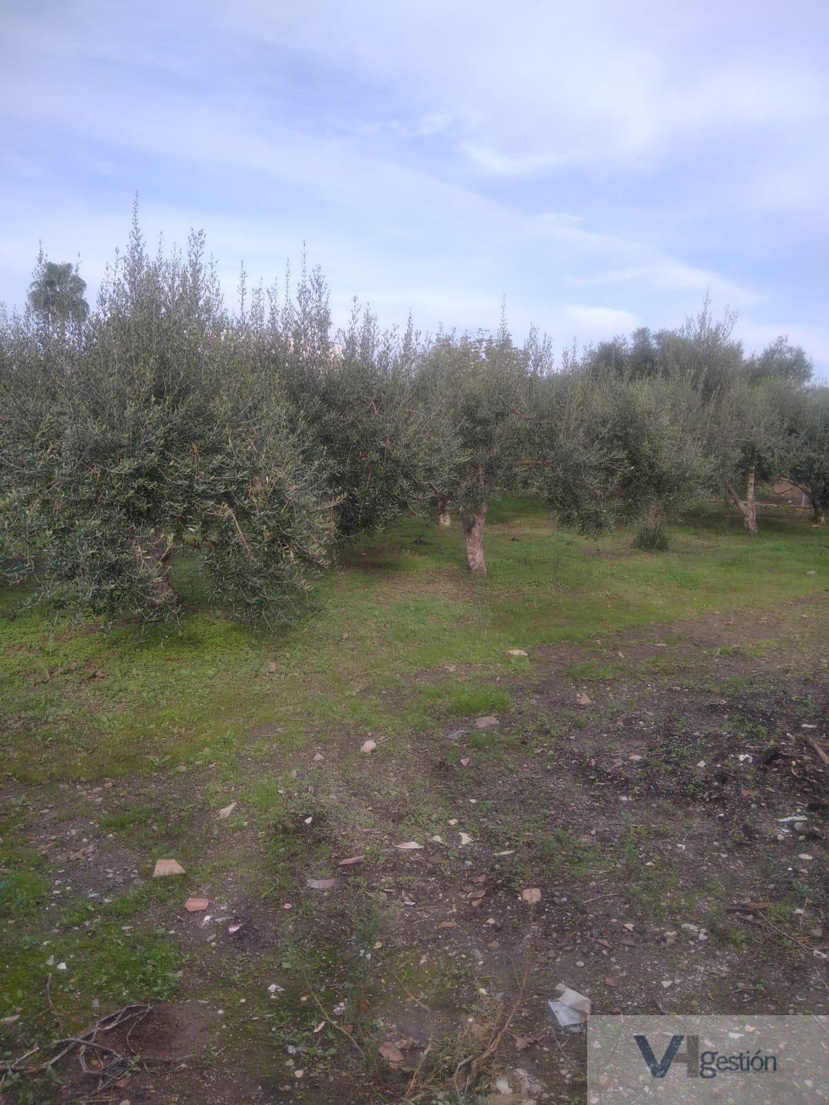 For sale of rural property in Villamartín