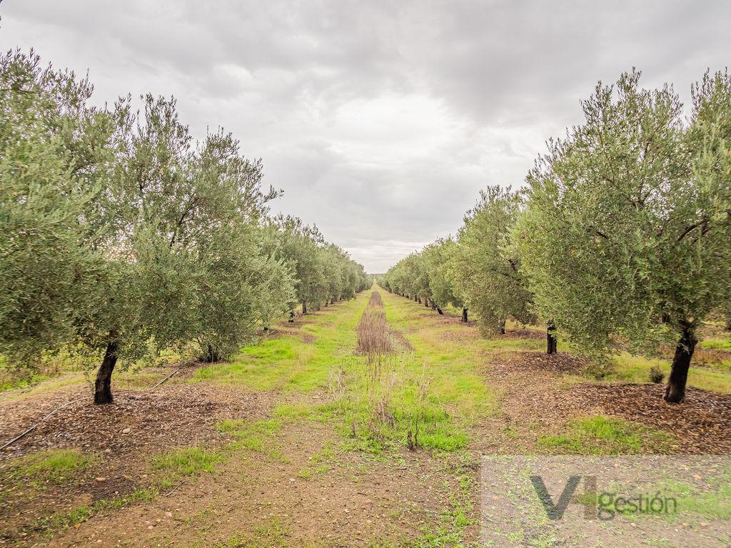 Venta de finca rústica en Lora del Río