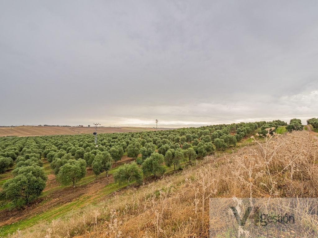 Venta de finca rústica en Lora del Río
