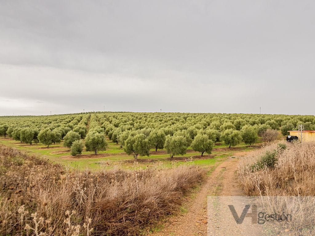 Venta de finca rústica en Lora del Río
