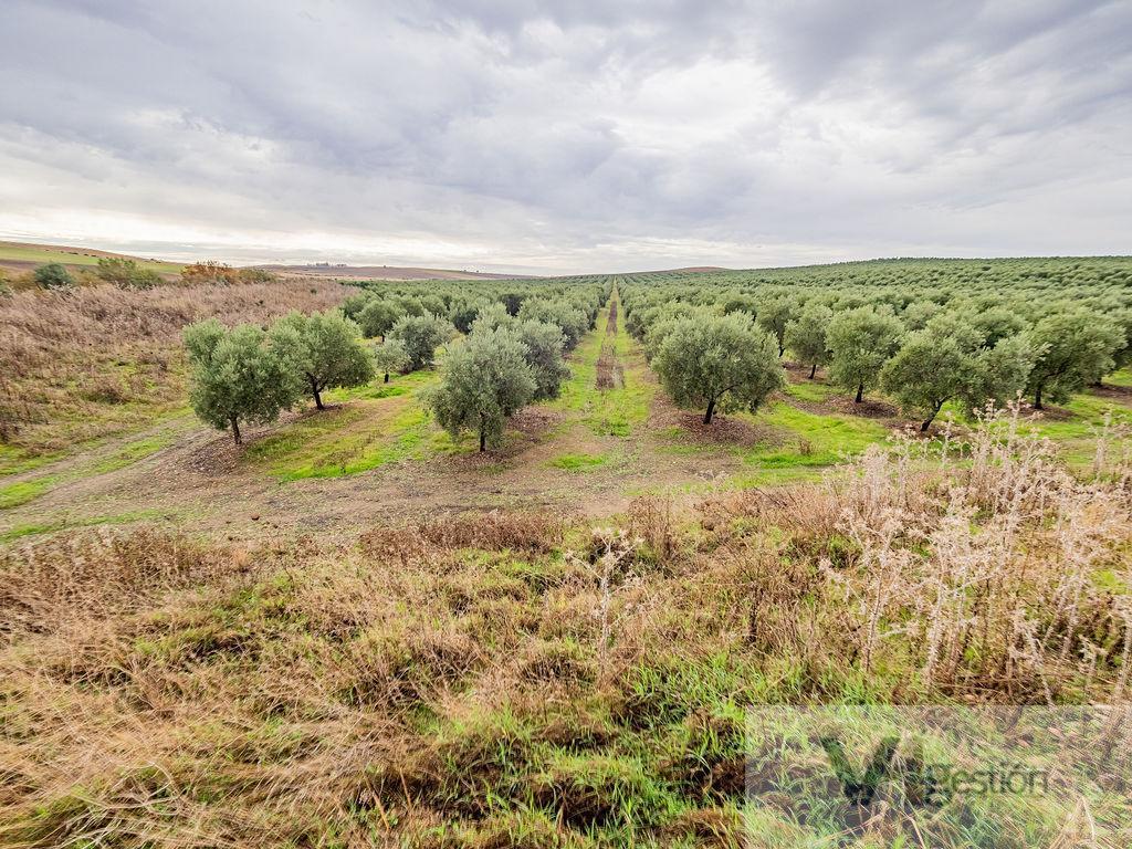 Venta de finca rústica en Lora del Río