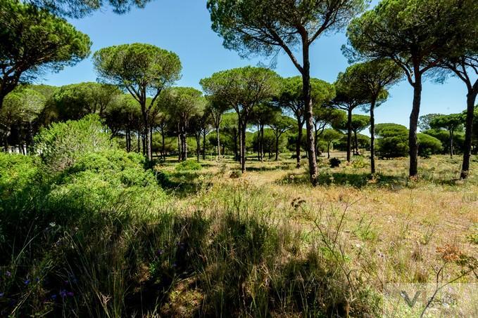Venta de terreno en Chiclana de la Frontera