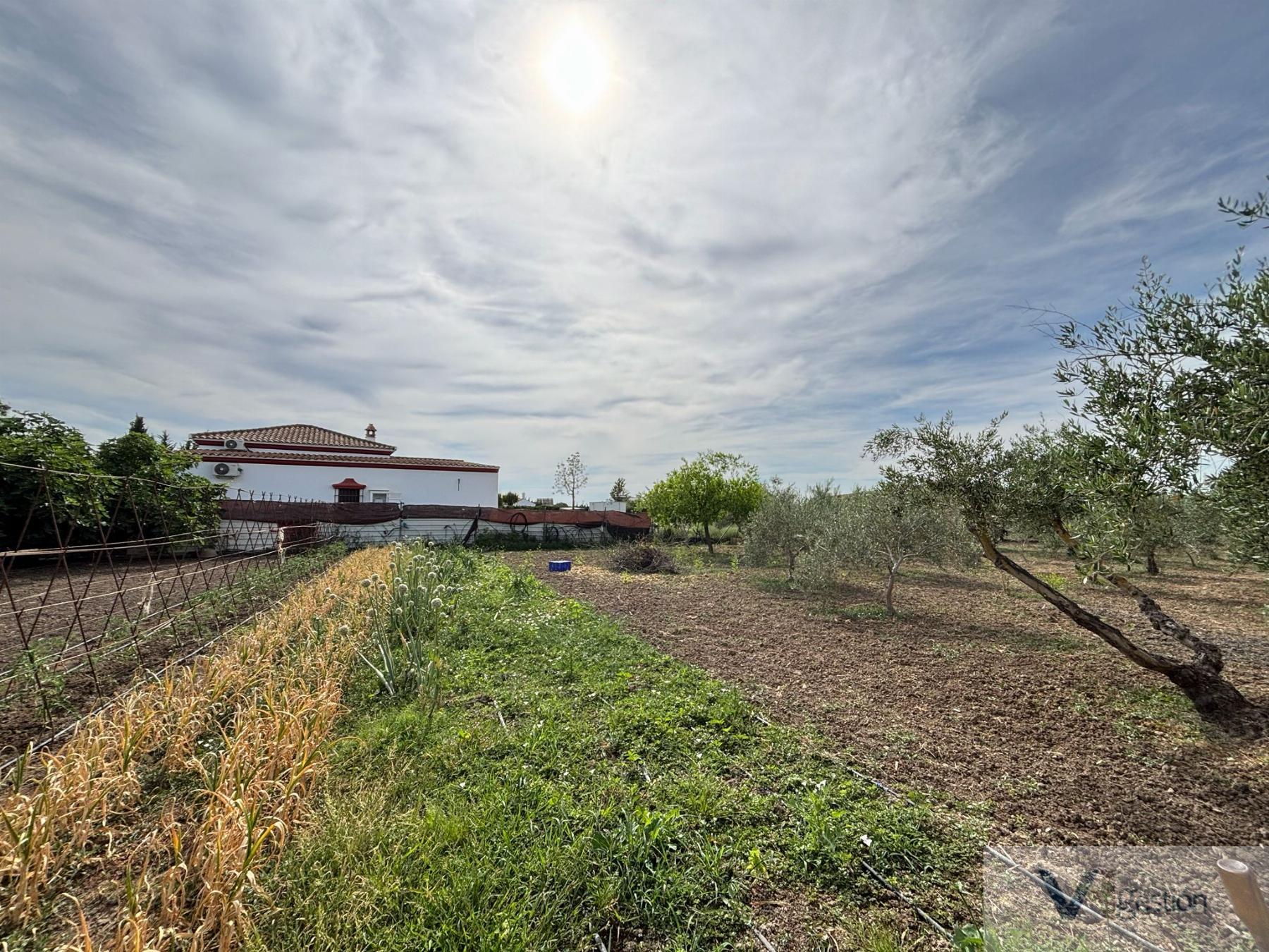 Venta de finca rústica en Villamartín