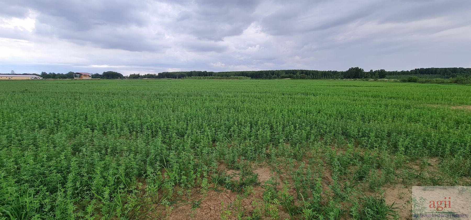 Venta de terreno en Mansilla Mayor