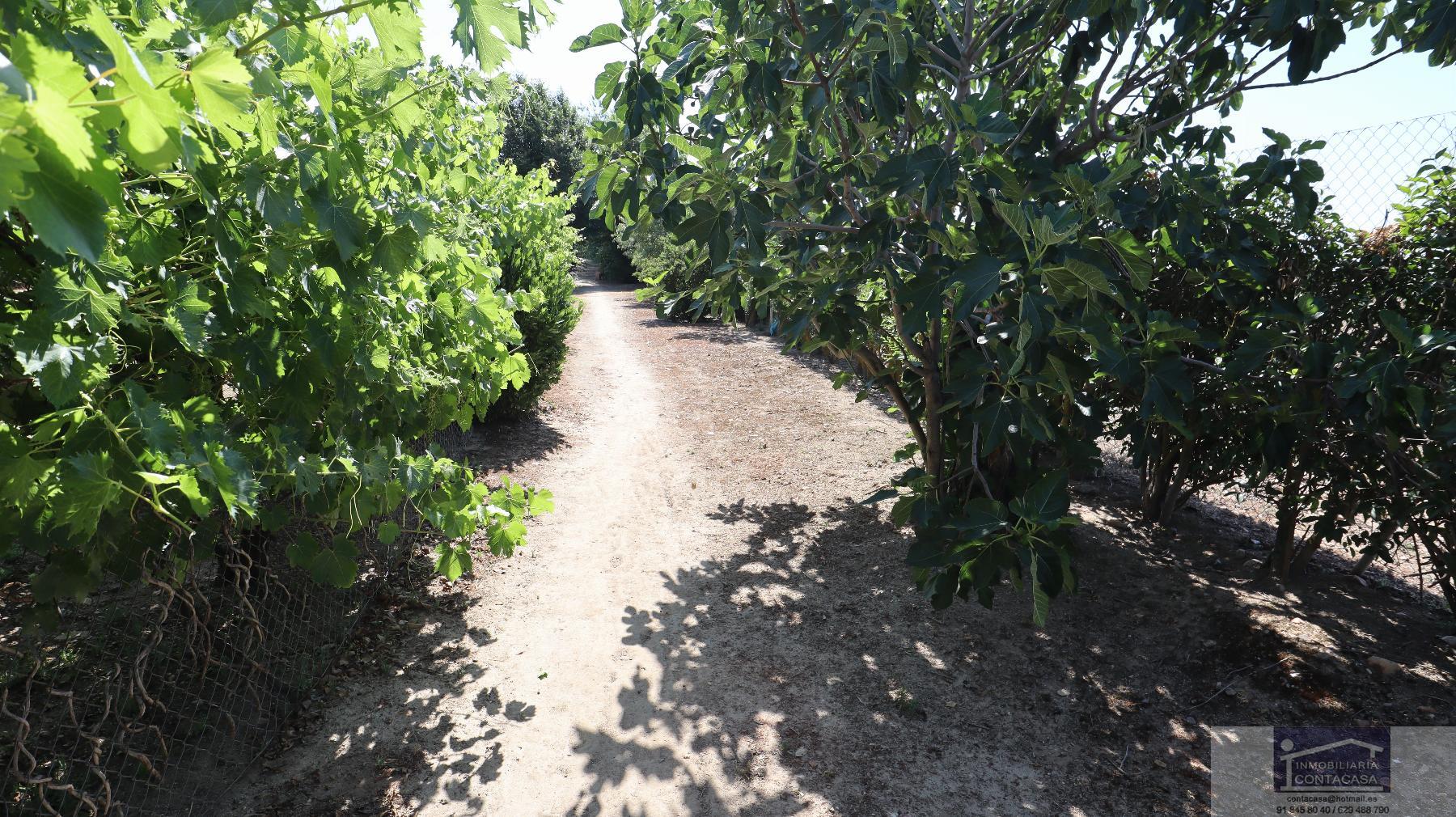 Terreno