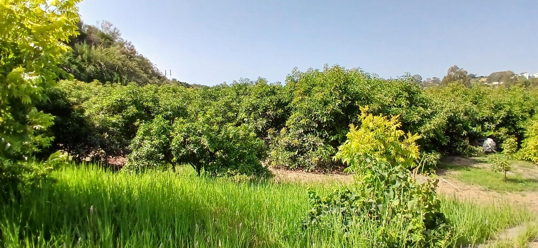 Vente de terrain dans Estepona
