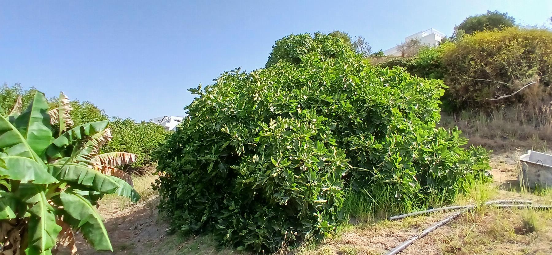 Vente de terrain dans Estepona