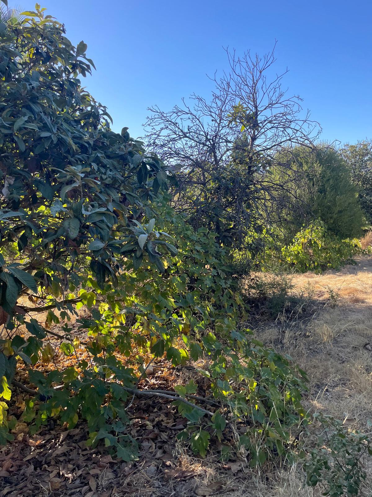 Venta de terreno en Estepona