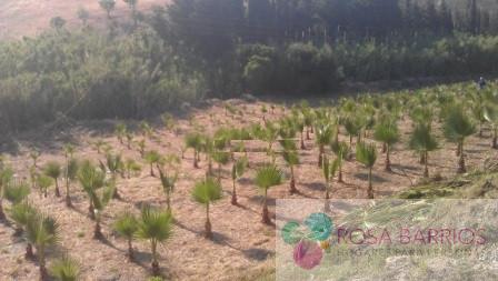 For sale of land in Estepona