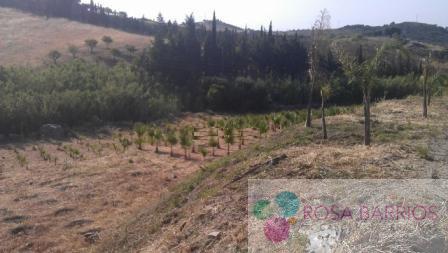 For sale of land in Estepona