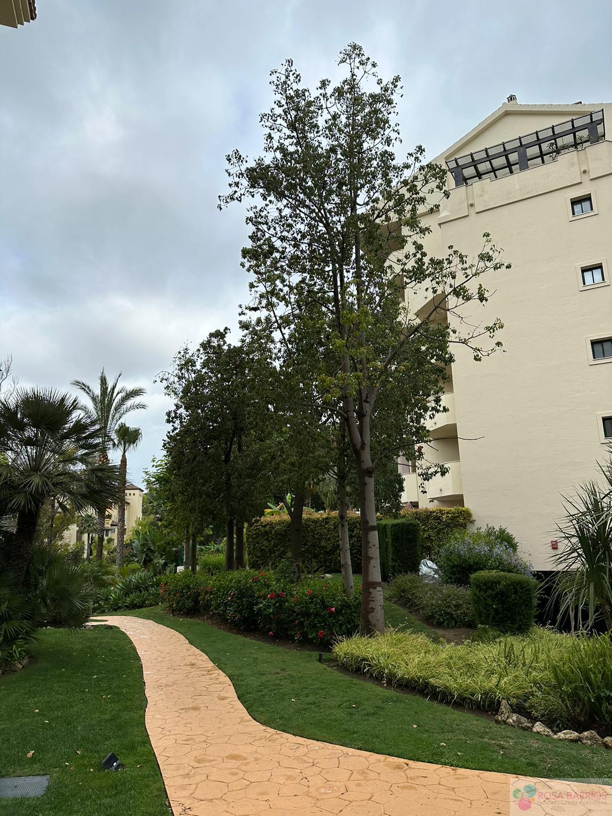For rent of flat in San Pedro de Alcántara
