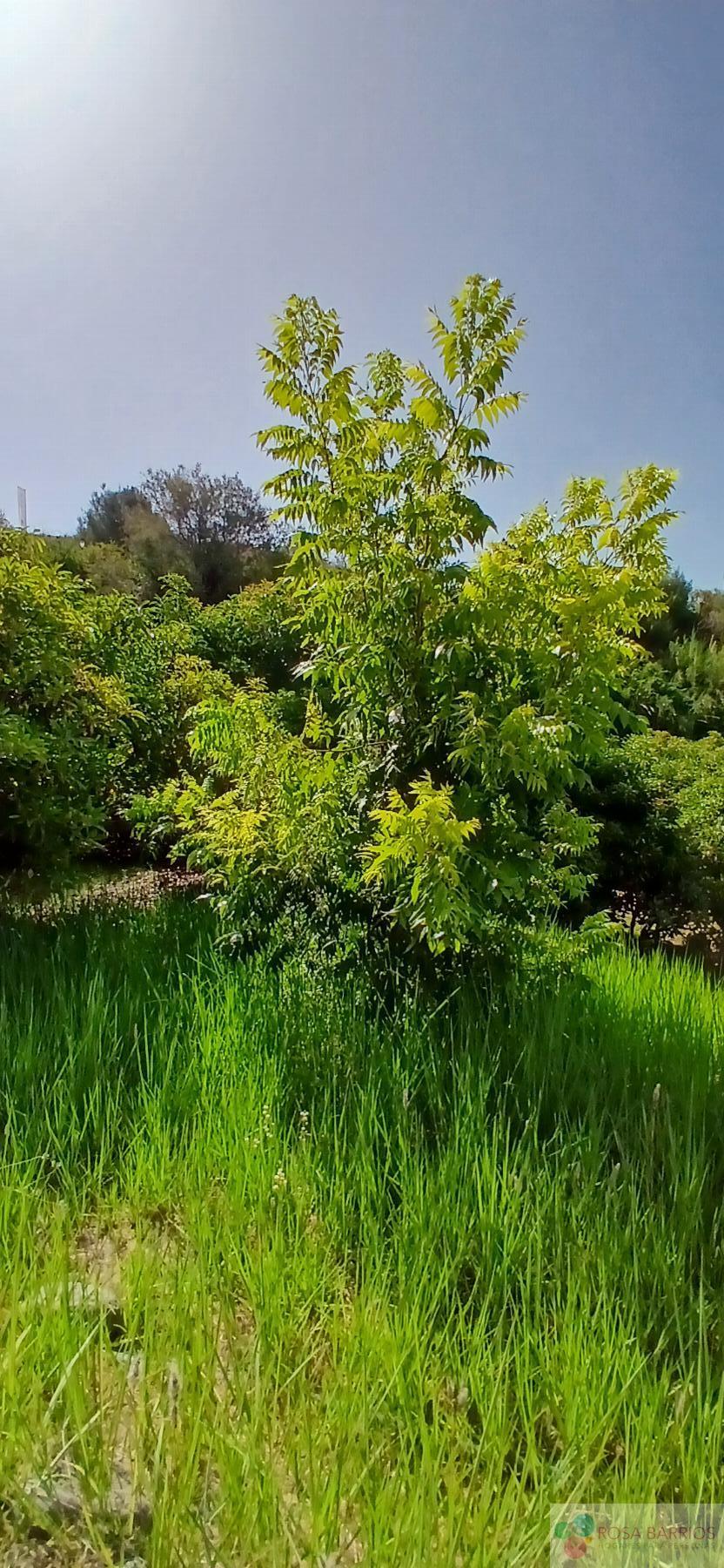 Venta de terreno en Estepona
