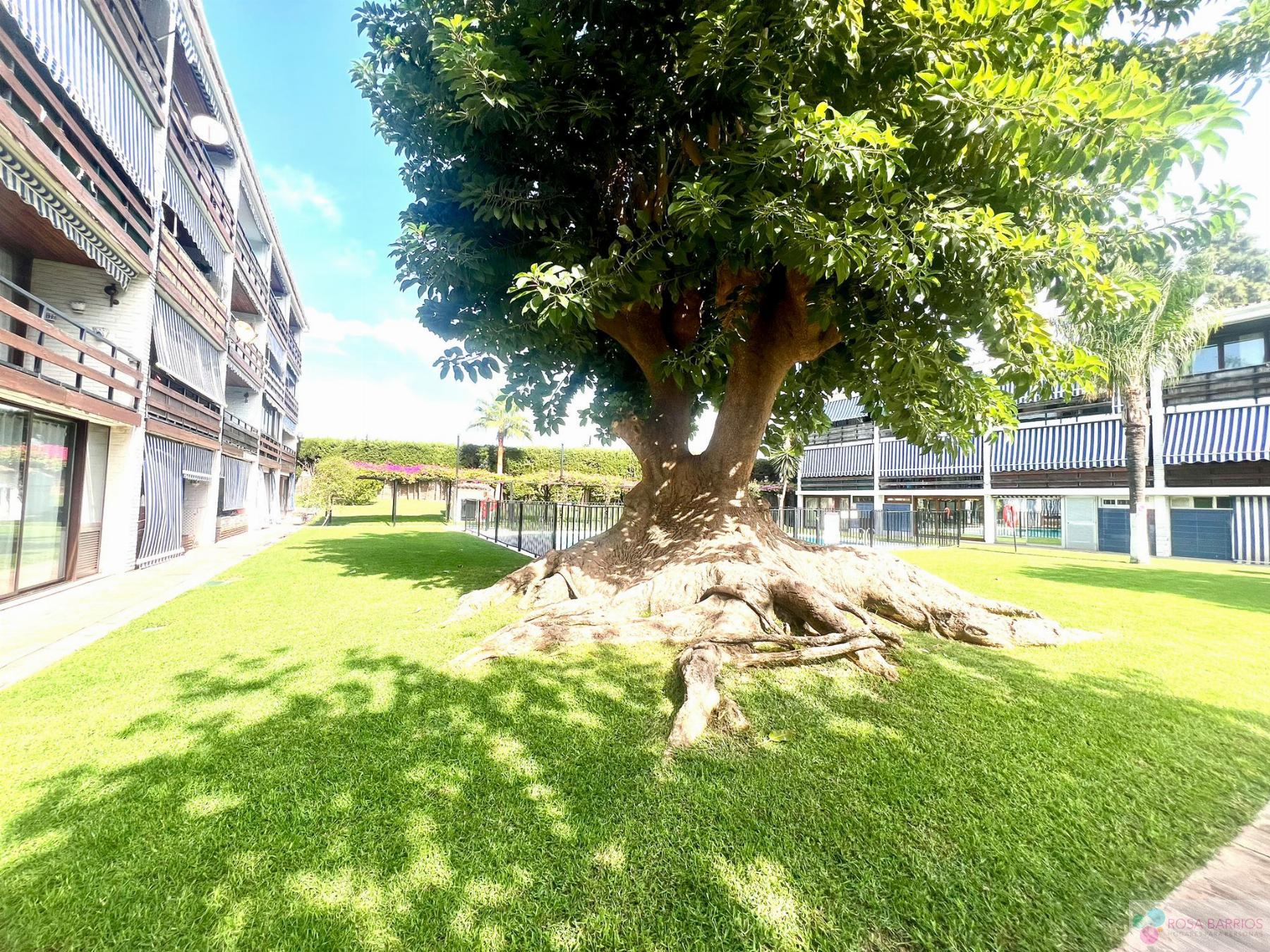 Venta de piso en San Pedro de Alcántara Venta de piso en San Pedro de Alcántara