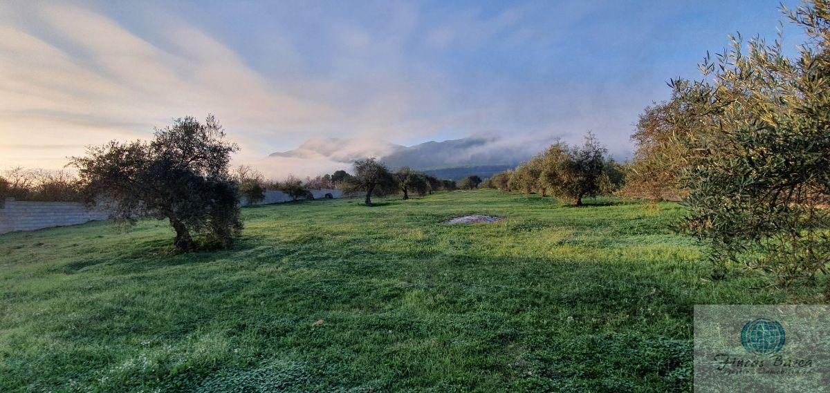 Venta de finca rústica en Alhaurín el Grande