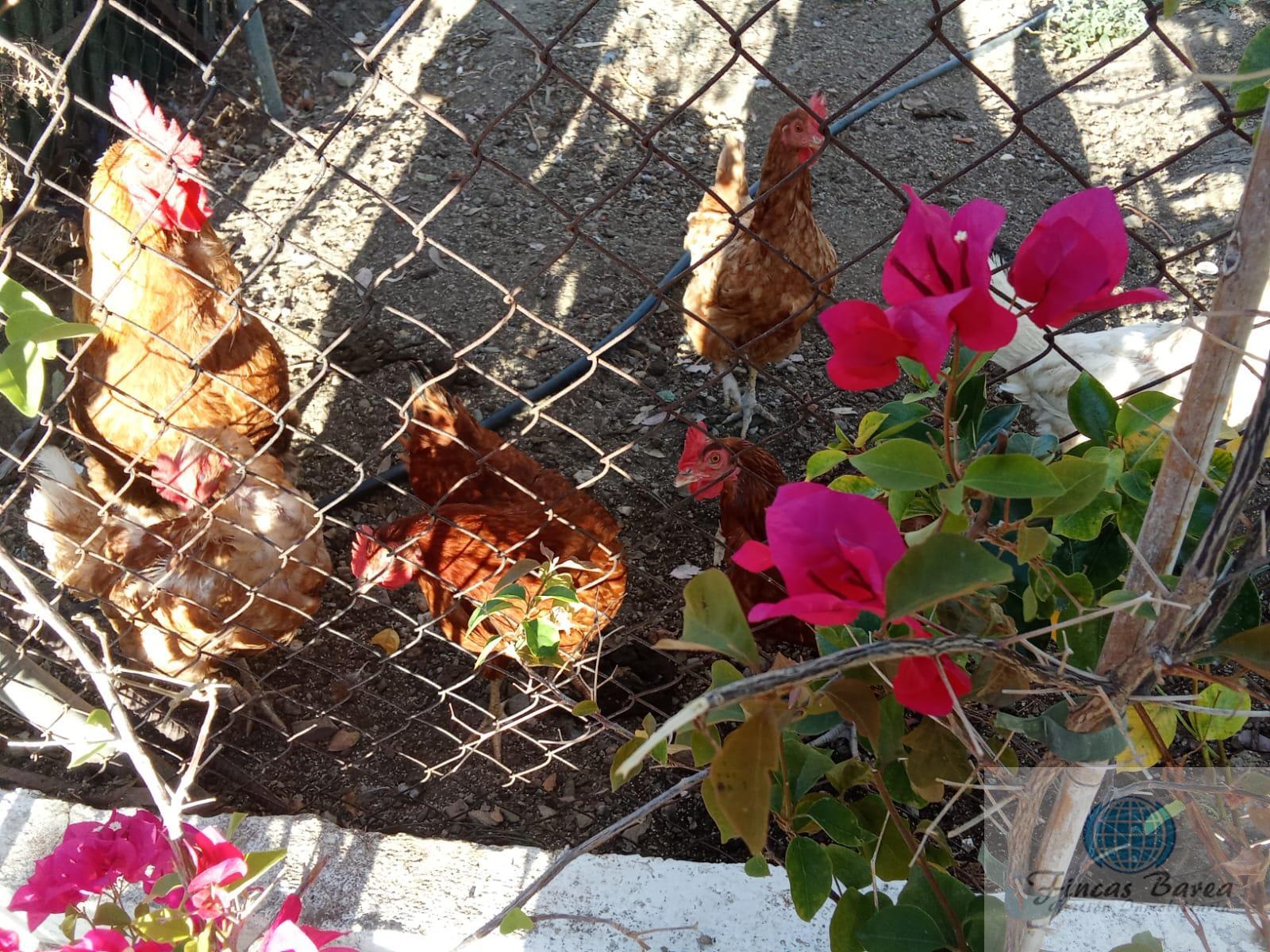 Venta de finca rústica en Mijas Costa
