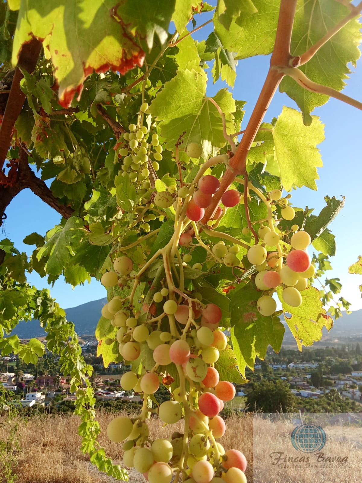 Venta de finca rústica en Mijas Costa