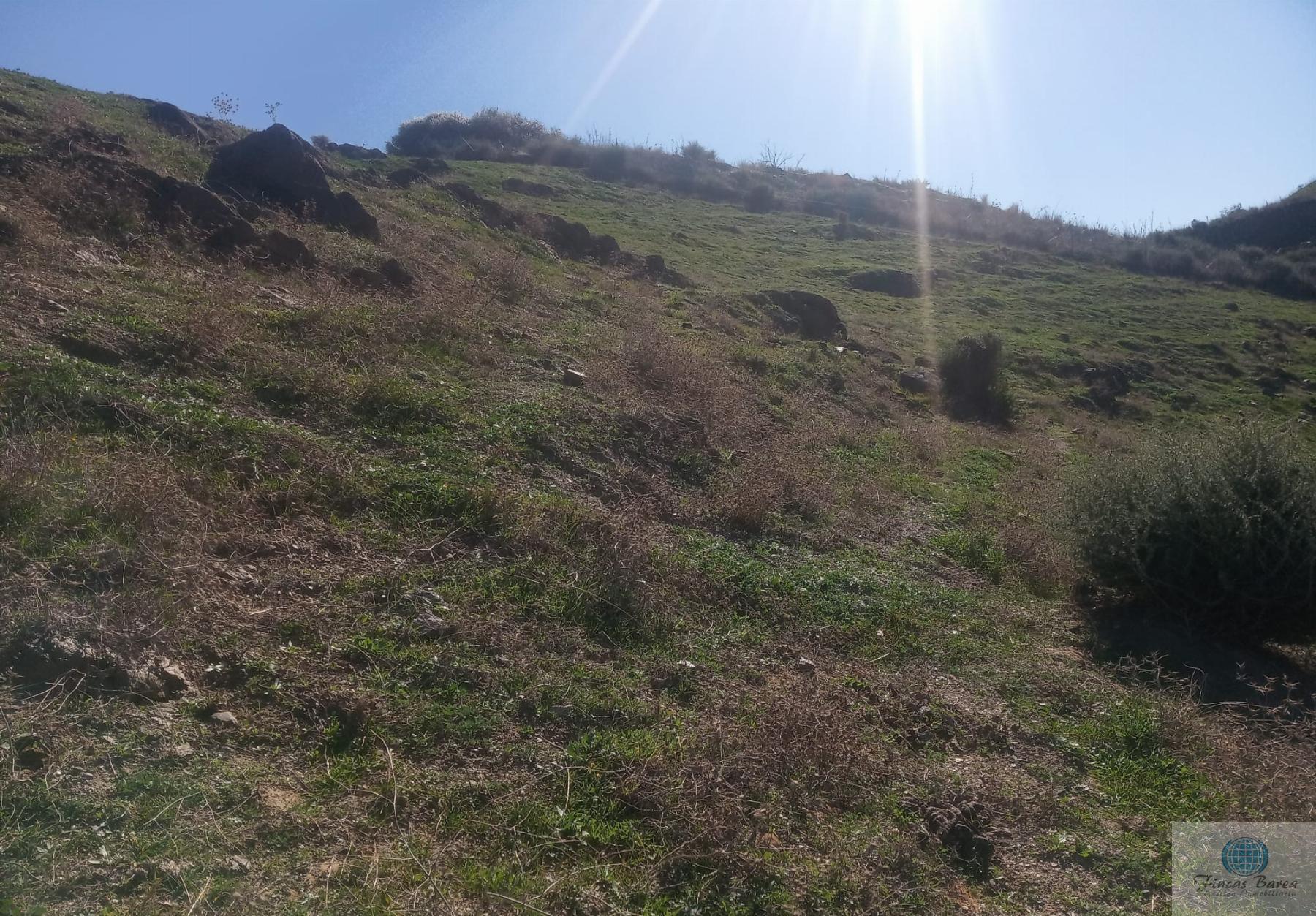 Venta de finca rústica en Mijas Costa