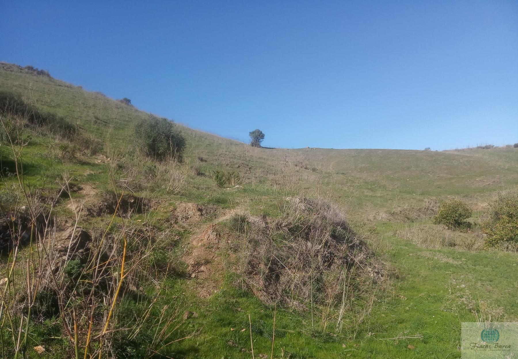 Venta de finca rústica en Mijas Costa