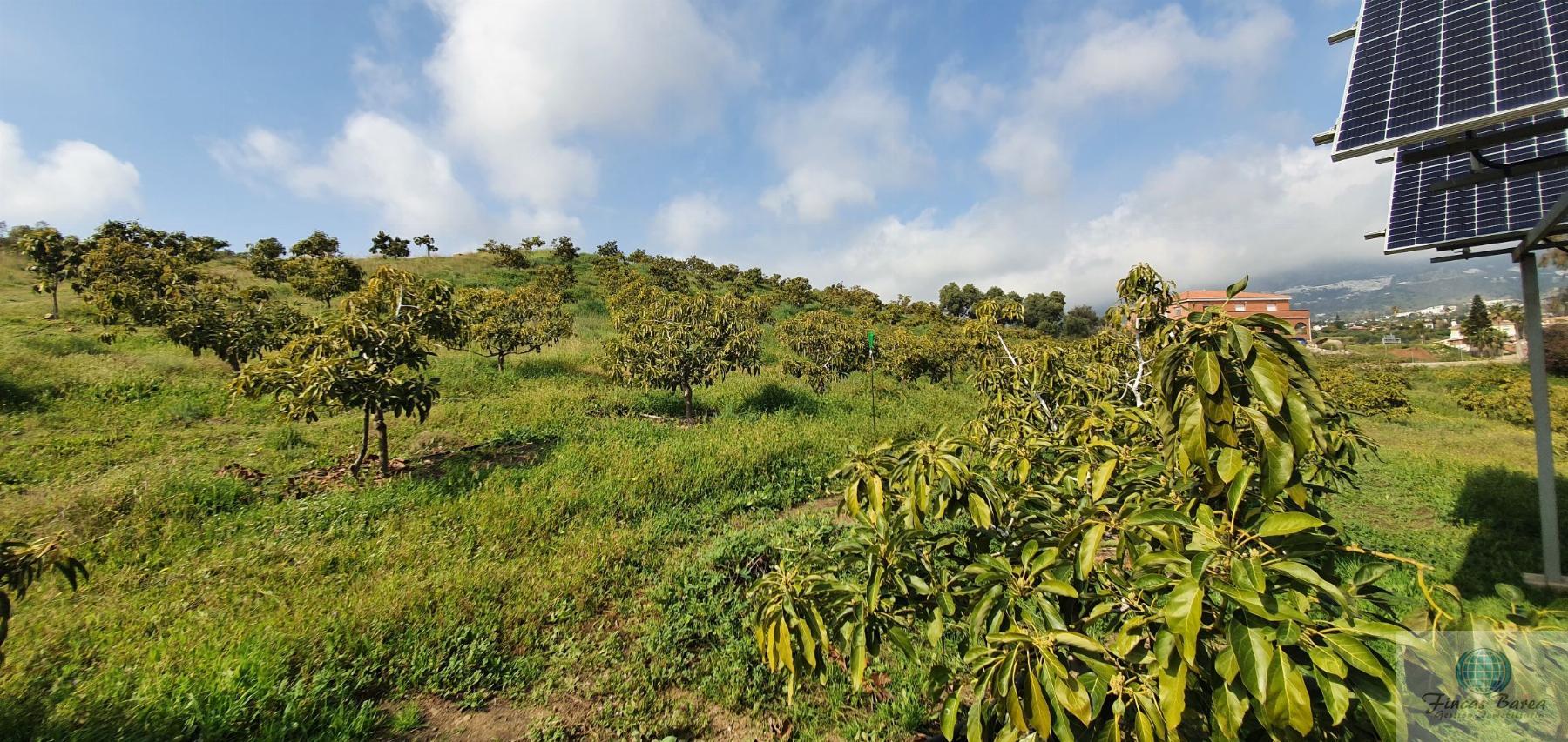 Venta de finca rústica en Mijas Costa Venta de finca rústica en Mijas Costa