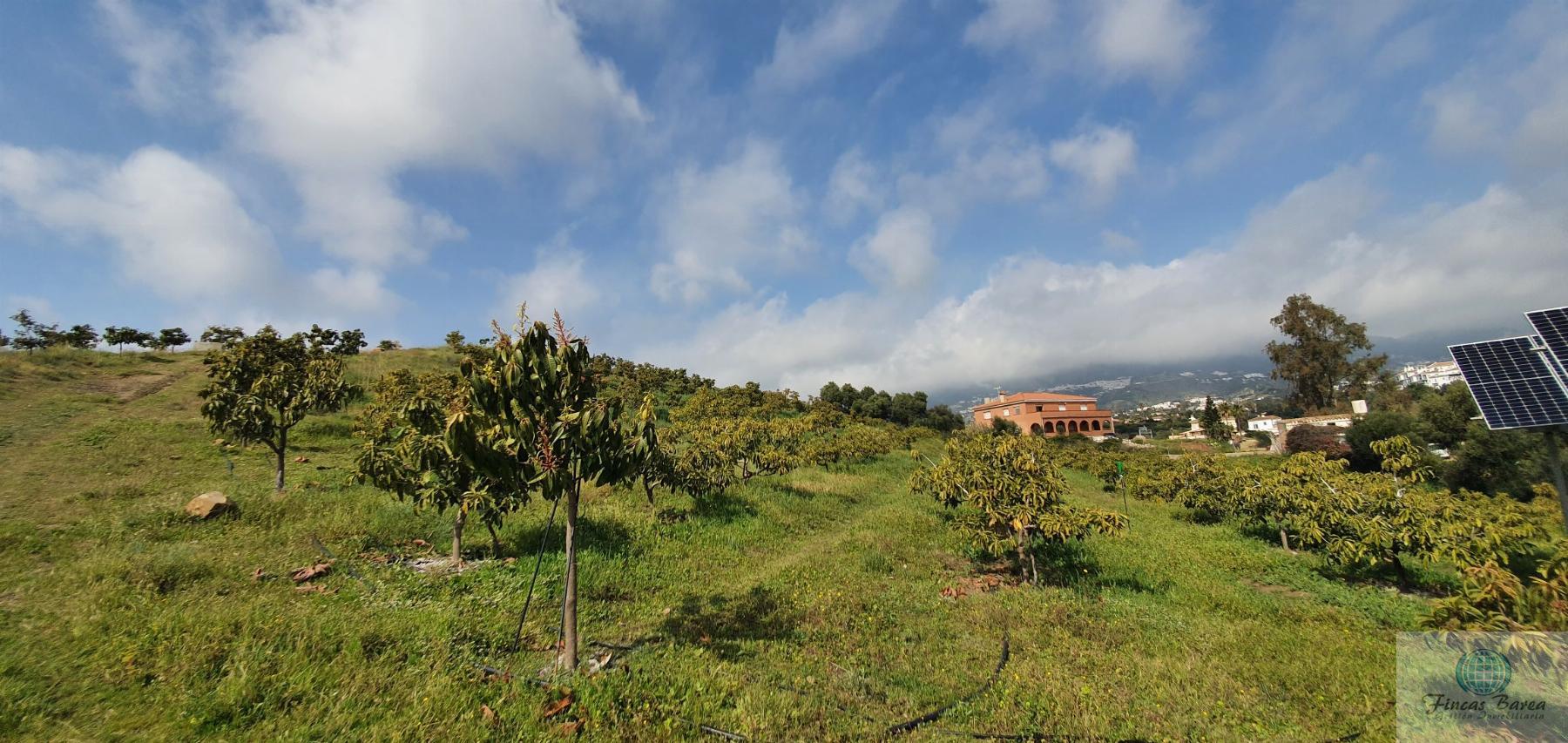Venta de finca rústica en Mijas Costa Venta de finca rústica en Mijas Costa