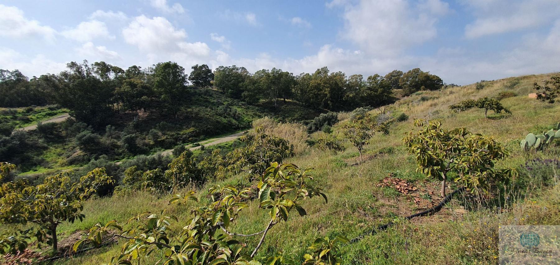 Venta de finca rústica en Mijas Costa Venta de finca rústica en Mijas Costa